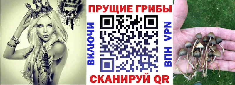 Купить где  Кузнецк  Галлюциногенные грибы прущие грибы 